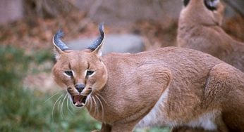 Aumentan especies en peligro de extinción