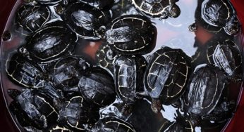 Rescatan del contrabando a más de 700 crías de tortugas