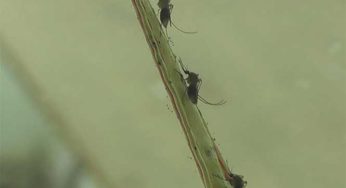 Confirman 6 mil casos de chikungunya en México