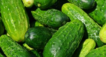 EU investiga pepinos mexicanos por salmonela