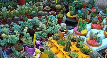 Cactus, entre las especies más amenazadas del planeta por comercio ilegal