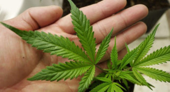 Avanza en Senado uso medicinal de mariguana; no elevan gramaje