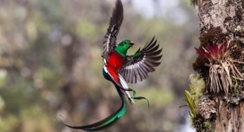 El quetzal, al borde de la extinción