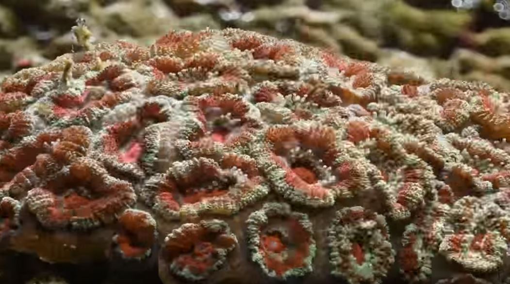 Foto 5 Polipo coral