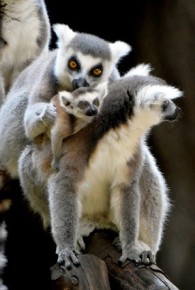 Lemur-3