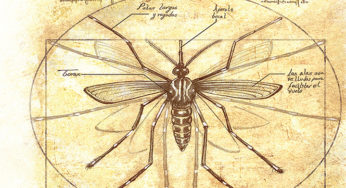 Retrato hablado: Nuevo villano en el mundo, al acecho; Aedes Aegypti, transmisor de enfermedades