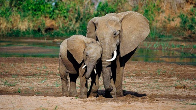 28-B-2-El-elefante-africano-tiene-grandes-orejar-que-le-cubren-los-hombros