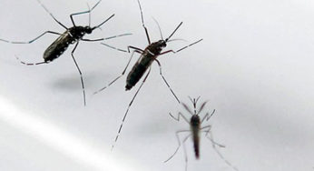 Suman 667 casos de zika en México