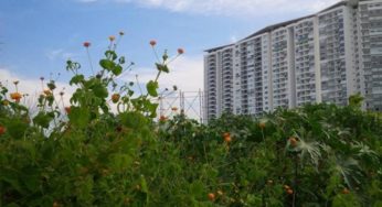 Revive naturaleza en Malecón Tajamar tras devastación