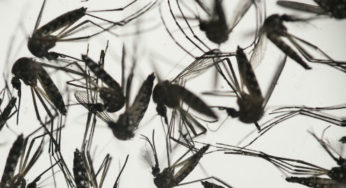 Refuerzan medidas en el Edomex ante chikungunya y zika