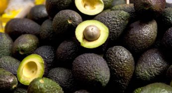 Envíos de aguacate alcanzan récord de 800,000 toneladas