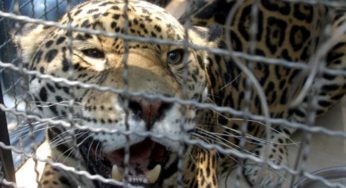 Jaguar muerde a dos empleados en zoológico de Morelos
