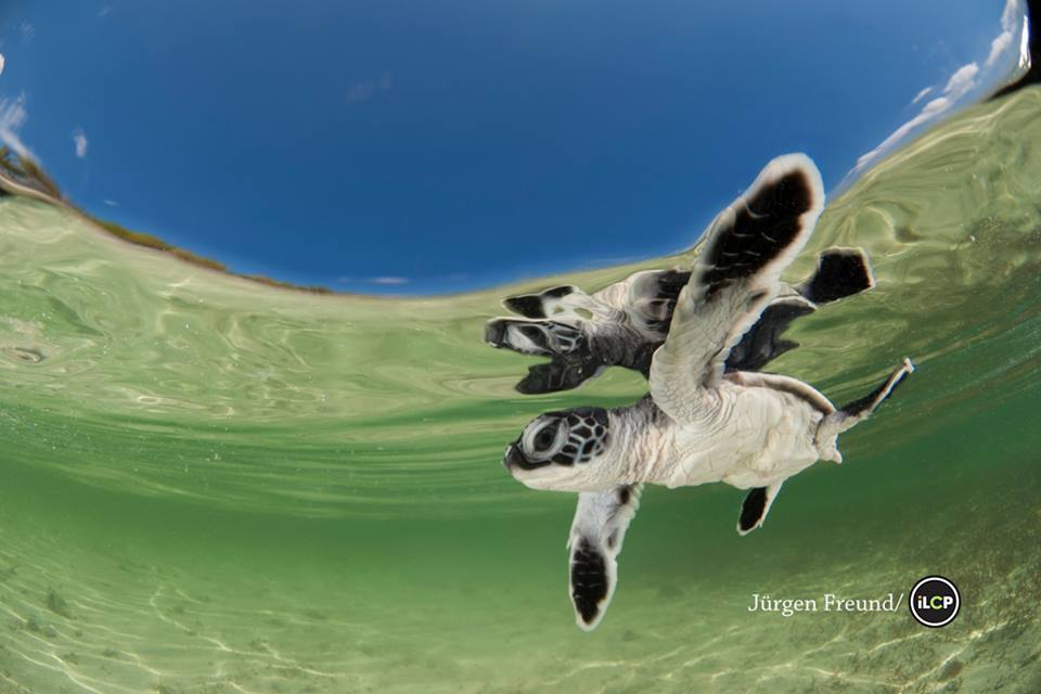 foto-2-tortuga-caribe