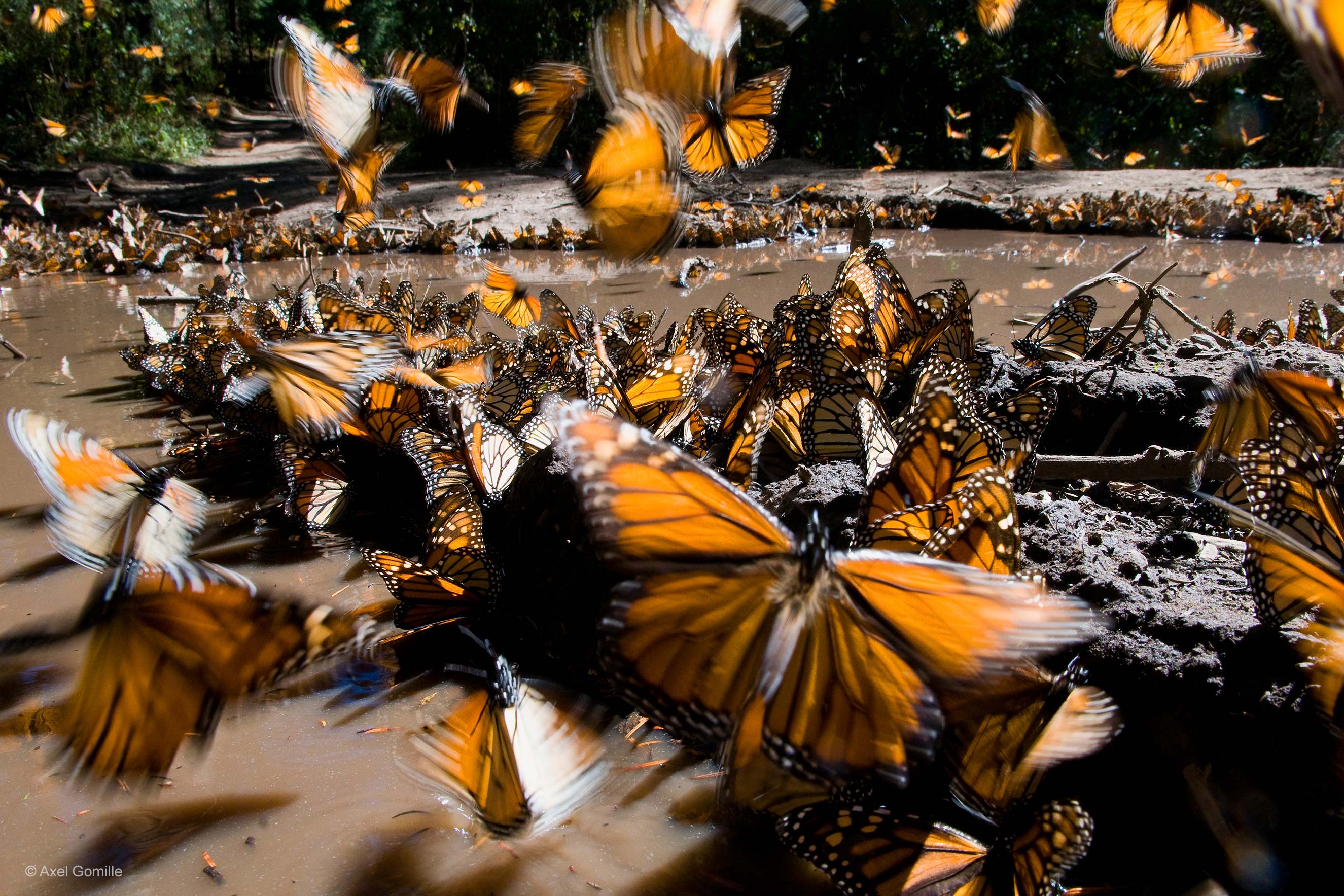 foto-4-monarchs-axel-gomille