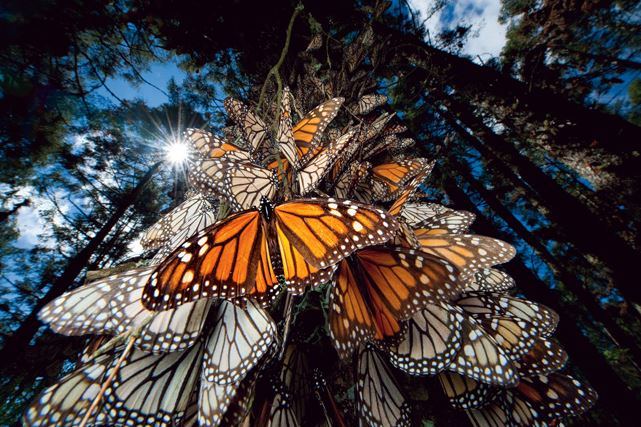 foto-5-monarcas