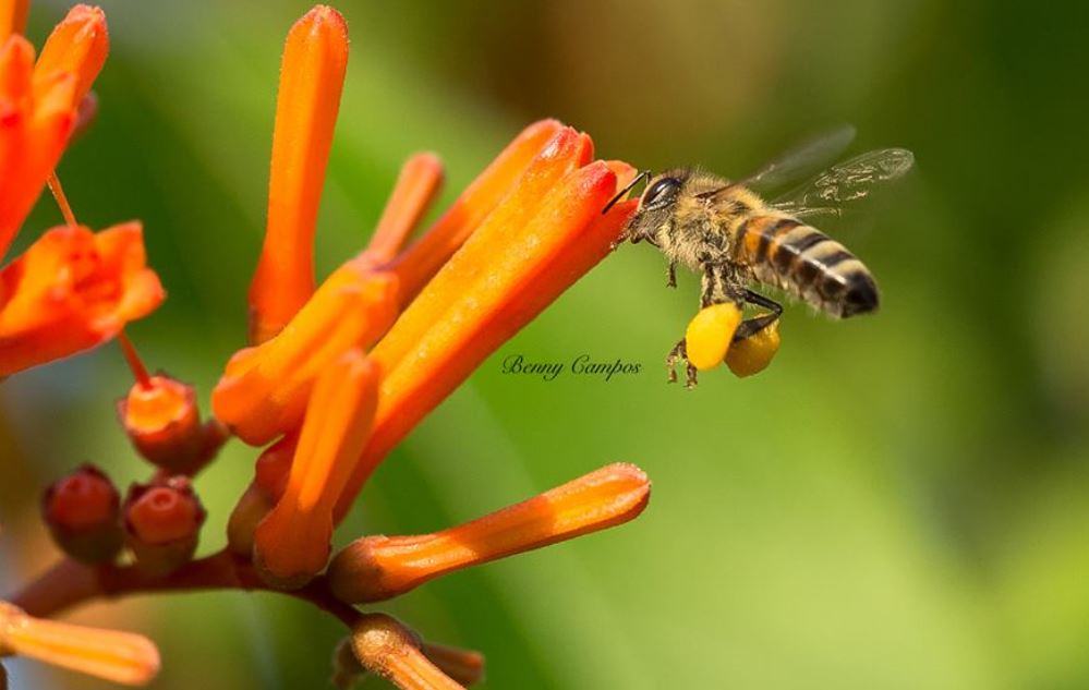 foto-1-abeja-y-polen-benny-c