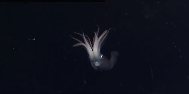 foto-6-creatura-abisal-calamar