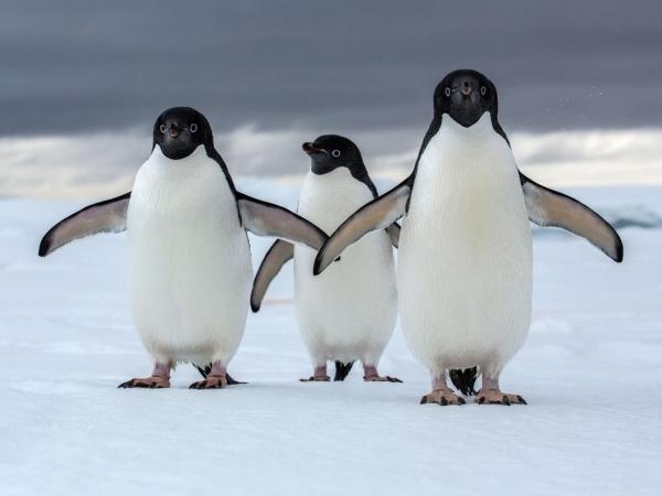 portada-pinguinos-natgeo - José Cárdenas