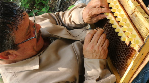 Produce apicultor mexiquense más de 6 mil abejas reina por año