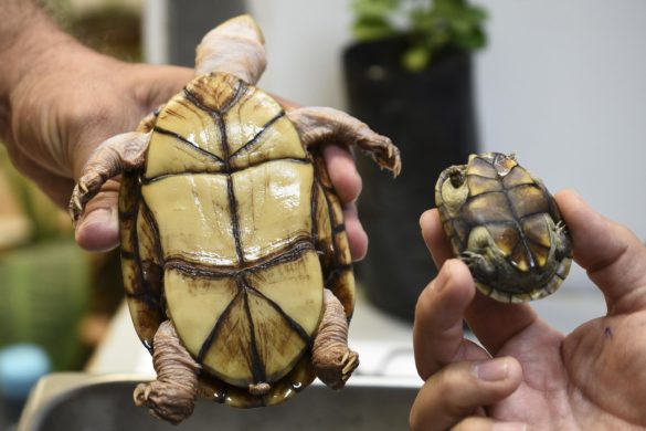 Descubren nueva especie de tortuga en México