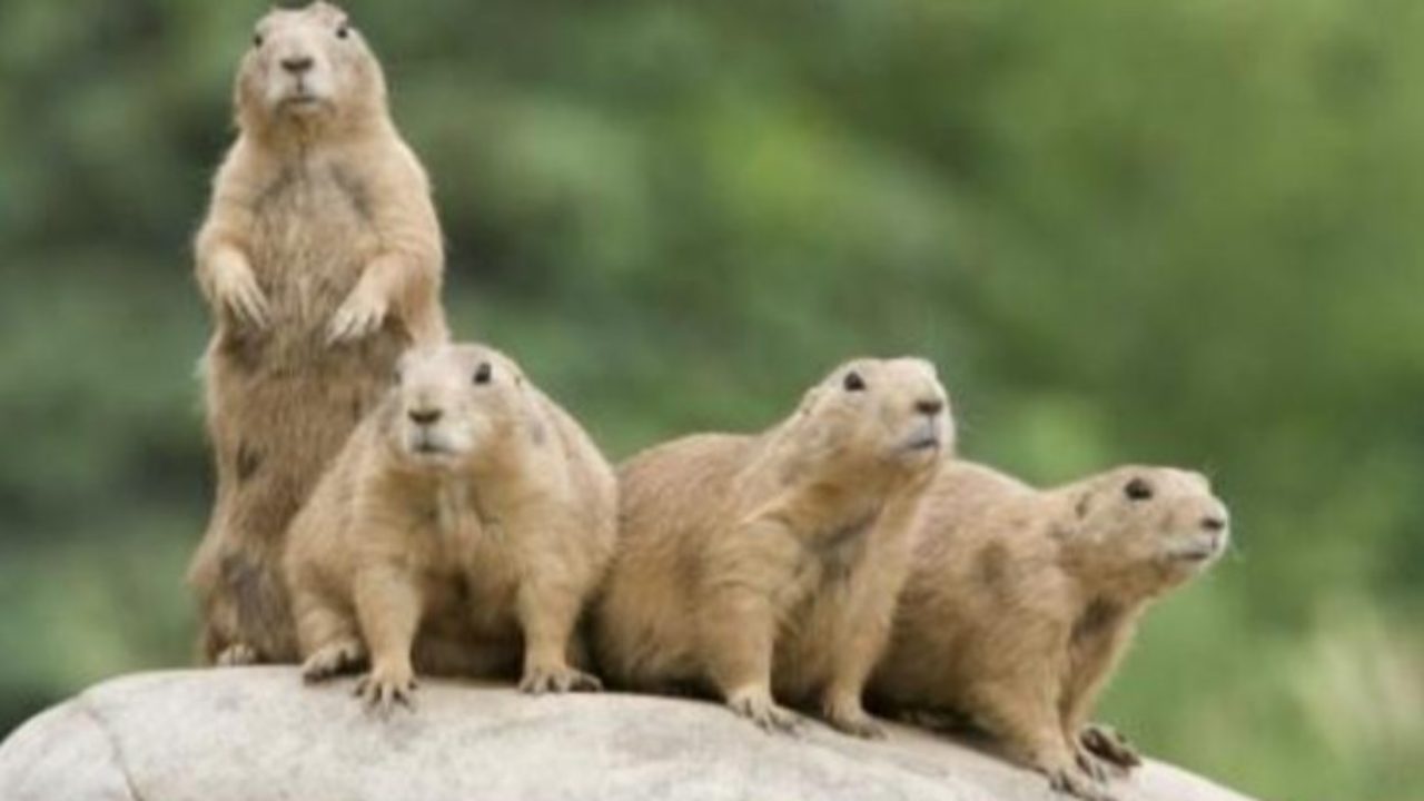 son los perritos de las praderas lo mismo que las ardillas de tierra