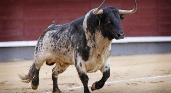 Tauromaquia; la supervivencia amenazada