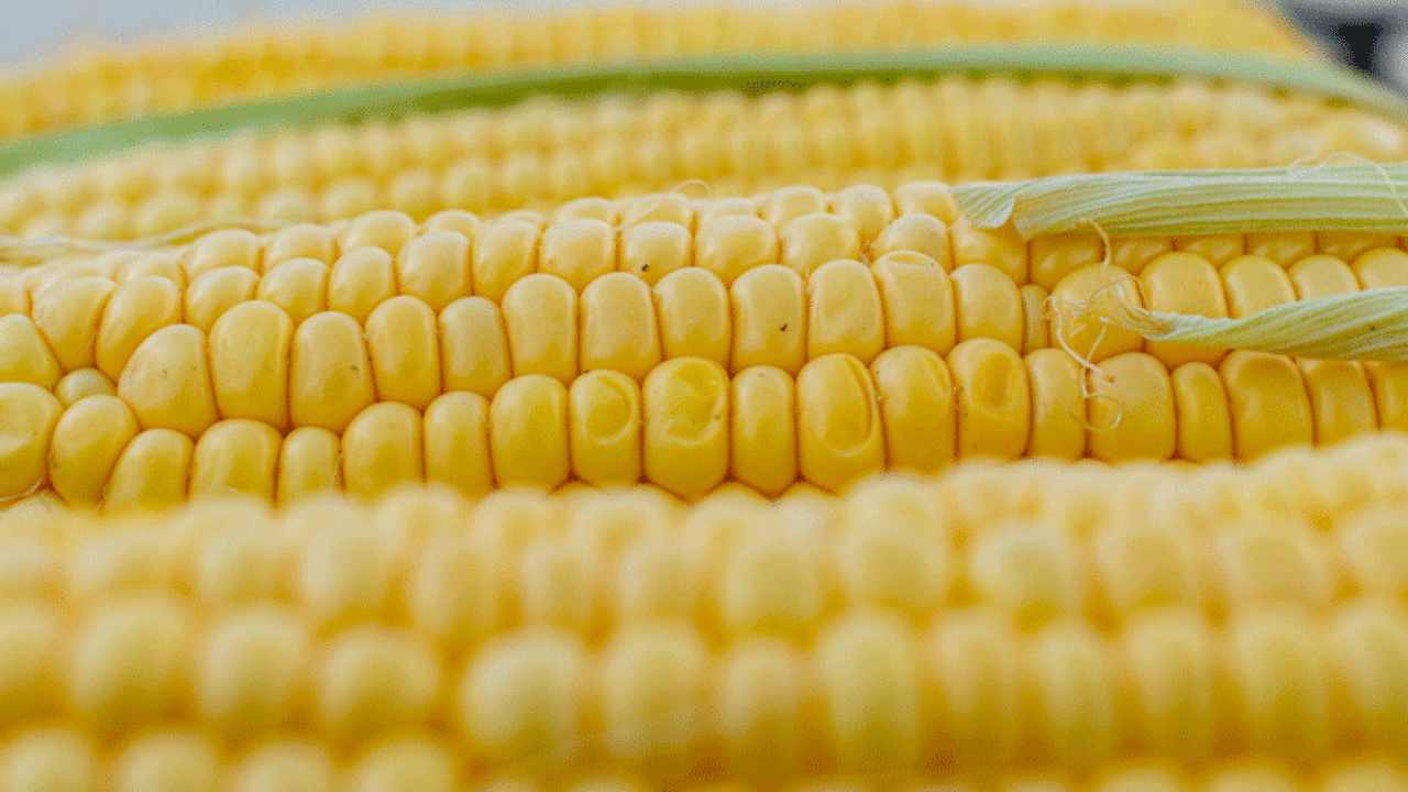 Por qué celebrar el día nacional del maíz? - José Cárdenas