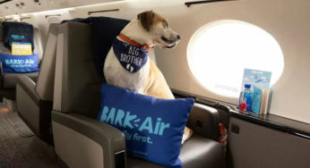 Bark Air, primera aerolínea creada para volar con perros