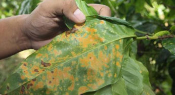 Patógenos comunes pueden causar grandes daños a la agricultura