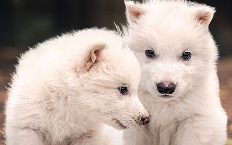 ¿Qué es el «lobo terrible»? 